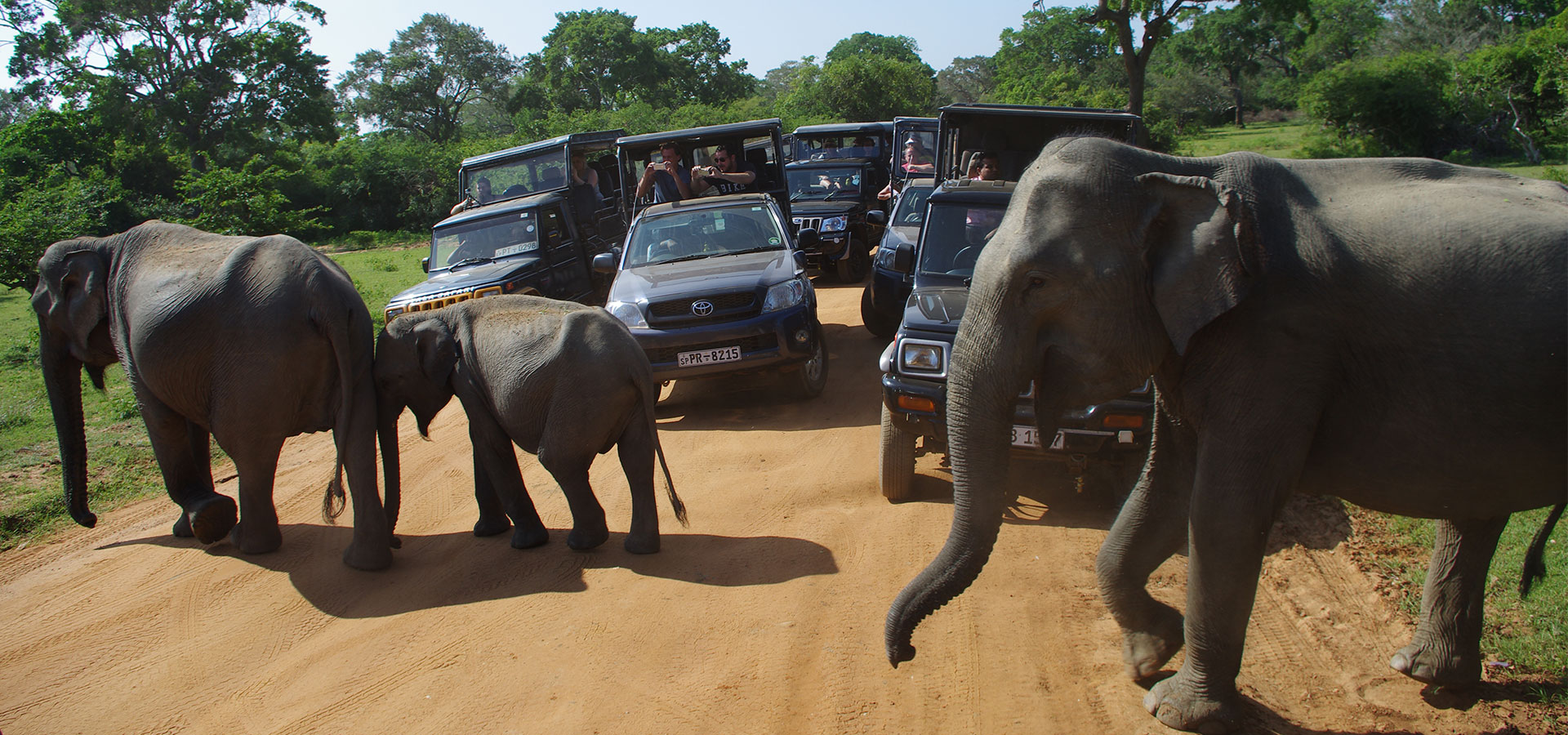 Yala Nationalpark Safari Elefant